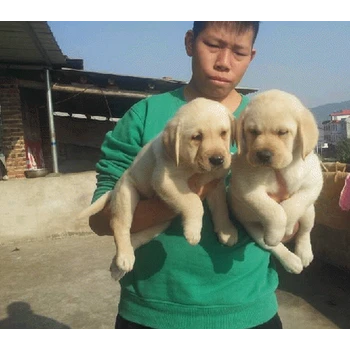 山東濱州養(yǎng)狗場品質(zhì)保證