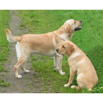 山東濱州養(yǎng)狗場品質(zhì)保證