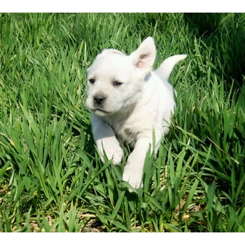 河南駐馬店狗場位置誠信交易