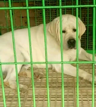 連云港市拉布拉多幾個(gè)品種