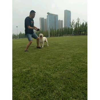 攀枝花市賣狗的聯(lián)系方式狗狗行情