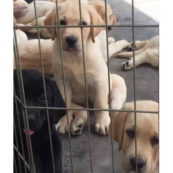 連云港市拉布拉多幾個(gè)品種