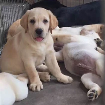 新疆阿克蘇養(yǎng)狗基地送教程一套