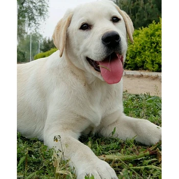 石嘴山狗場(chǎng)位置品質(zhì)保證