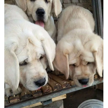 云南紅河狗場地址誠信交易