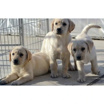 江蘇淮安養(yǎng)狗基地新手飼養(yǎng)