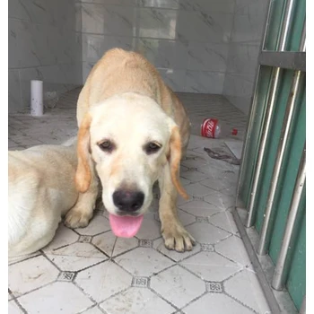 馬鞍山養(yǎng)狗基地新手飼養(yǎng)