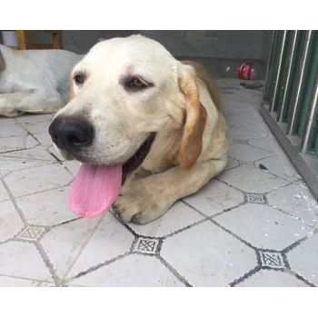 楚雄狗場地址誠信交易