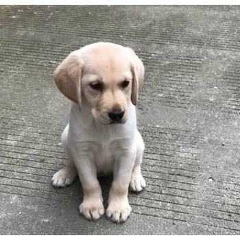 河南開封狗場位置狗狗價格