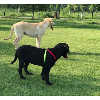 山西晉城養(yǎng)狗場狗狗價格