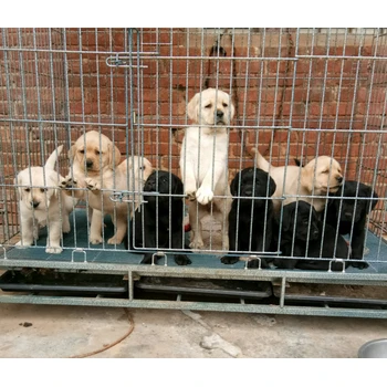 山西晉城養(yǎng)狗場狗狗價格