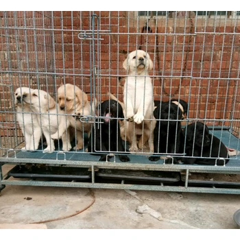 山西晉城養(yǎng)狗場狗狗價格