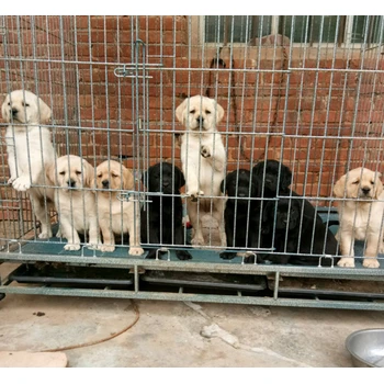 山西晉城養(yǎng)狗場狗狗價格