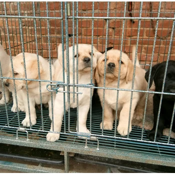 保定養(yǎng)狗場新手飼養(yǎng)