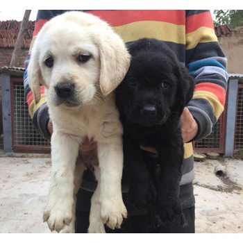 甘肅酒泉狗場電話狗狗價(jià)格