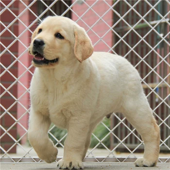 福建寧德養(yǎng)狗基地品質(zhì)保證