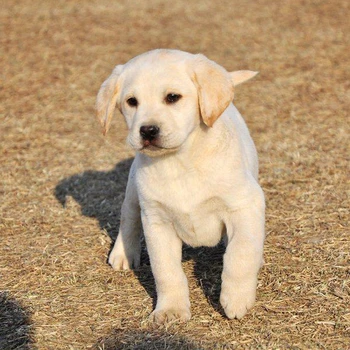 廣東肇慶狗場(chǎng)位置狗狗價(jià)格