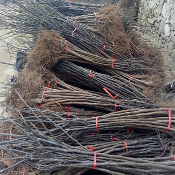 盆栽無(wú)花果苗什么品種好
