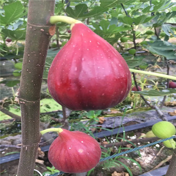 哪里有賣盆栽無花果樹苗