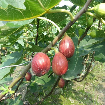 無花果穴盤苗什么品種好