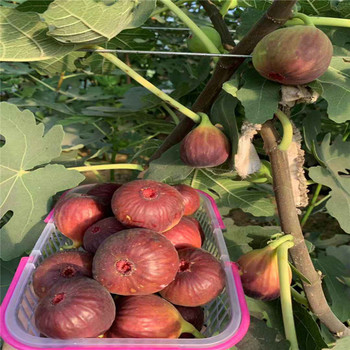 大棚無花果樹苗出售基地