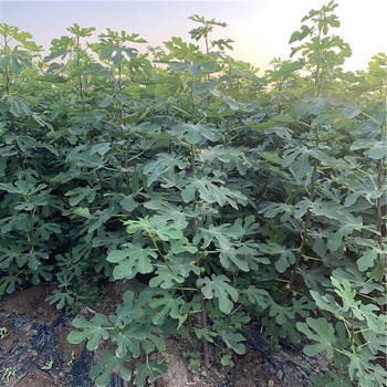 大棚無花果樹苗出售基地