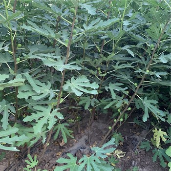 大棚無花果樹苗出售基地