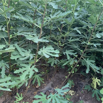 新疆芭勞奈無花果樹苗多少錢一棵