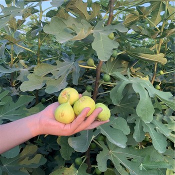 大棚無花果樹苗出售基地