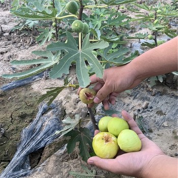 大棚無花果樹苗出售基地
