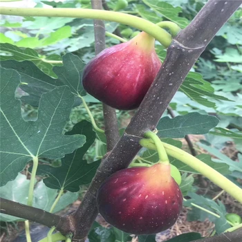 甘肅青皮無(wú)花果苗出售