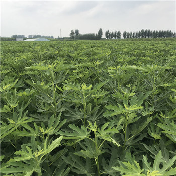 波姬紅無花果樹苗品種介紹