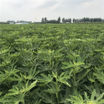 浙江斯特拉無花果苗批發(fā)