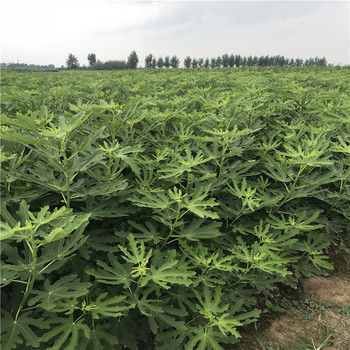 無花果穴盤苗報價