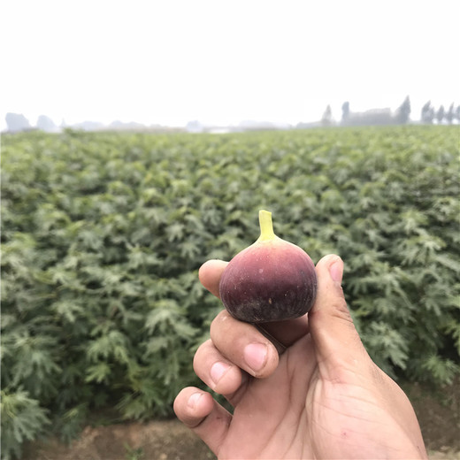 金傲芬無(wú)花果樹(shù)苗哪里買