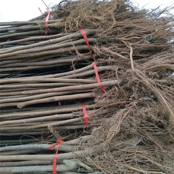 浙江斯特拉無花果苗批發(fā)