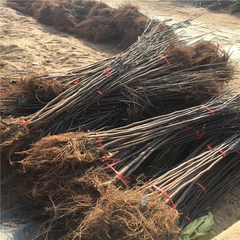 貴州盆栽無花果樹苗基地