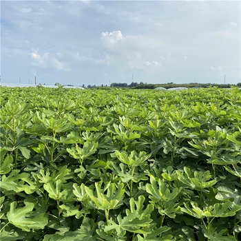 貴州盆栽無花果樹苗基地