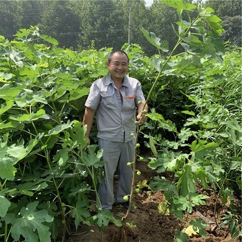 芭勞奈無花果樹苗行情價格