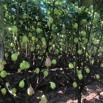 云南金傲芬無(wú)花果樹(shù)苗價(jià)格