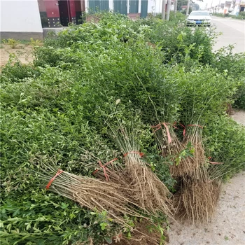 浙江鐵籬笆樹苗哪里有賣