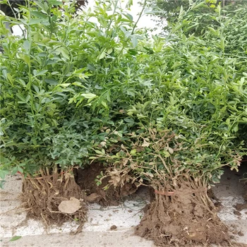 浙江鐵籬笆樹苗哪里有賣