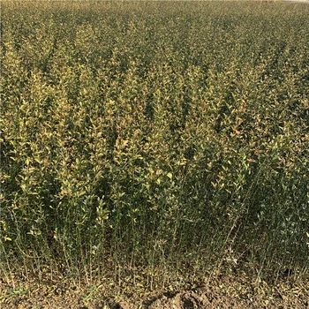 廣東鐵籬笆樹(shù)苗基地