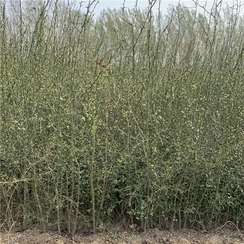 廣東鐵籬笆樹(shù)苗基地