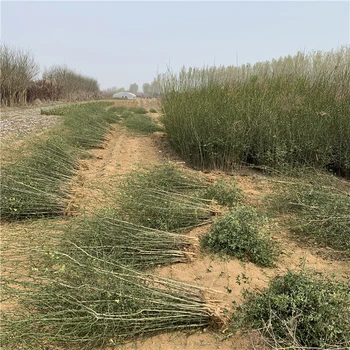 廣東鐵籬笆樹(shù)苗基地