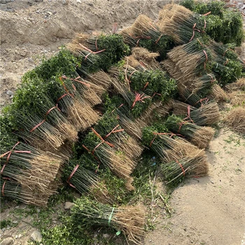 河北枳殼樹苗價格