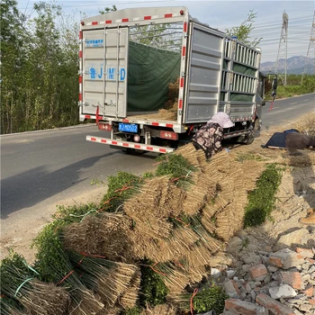 河北枳殼樹苗價格