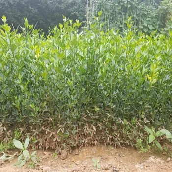 浙江鐵籬笆樹苗哪里有賣