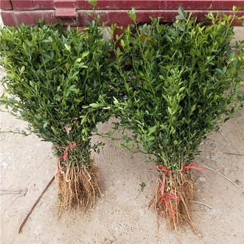 枳殼樹苗、枳殼樹苗哪里有賣