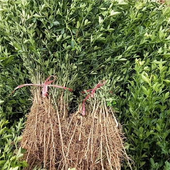 廣東鐵籬笆樹(shù)苗基地